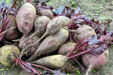 Kırmızı pancar hasadı tarlada yatıyor..