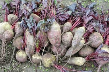 Kırmızı pancar hasadı tarlada yatıyor..