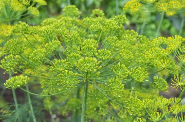Bahçedeki açık arazide dereotu yetişir (Anethum Graveolens)