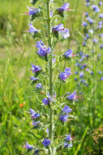 Přírodě Mezi Divokými Bylinkami Kvete Echium Vulgare — Stock fotografie