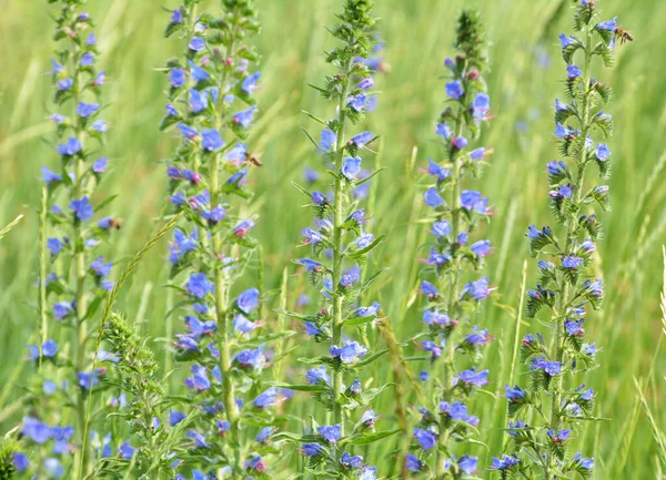 Naturaleza Entre Las Hierbas Silvestres Florecen Echium Vulgare — Foto de Stock