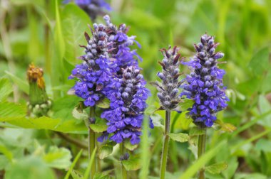 Ajuga sürüngenleri doğada büyür ve çiçek açar.
