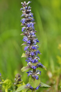 Ajuga sürüngenleri doğada büyür ve çiçek açar.