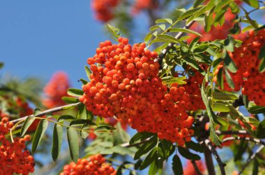 Doğada, Rowan 'ın bir dalında sıradan (Sorbus aucuparia) olgun meyveler