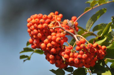 Doğada, Rowan 'ın bir dalında sıradan (Sorbus aucuparia) olgun meyveler