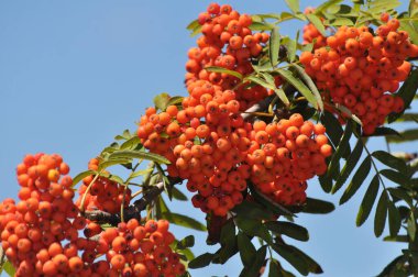 Doğada, Rowan 'ın bir dalında sıradan (Sorbus aucuparia) olgun meyveler