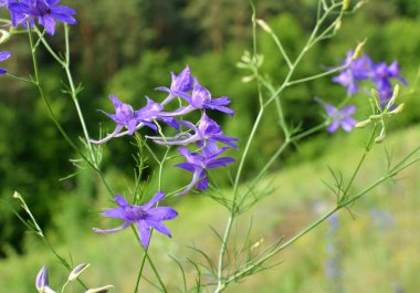 Consolida regalis tarlada ekinlerin arasında çiçek açıyor.