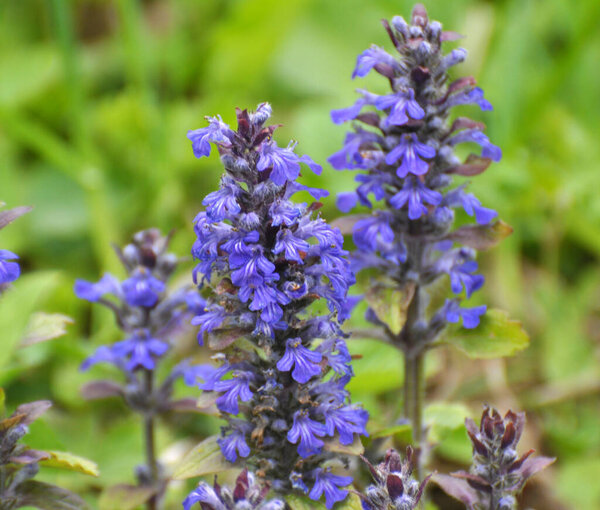 Ajuga reptans grows and blooms in herbs in the wild