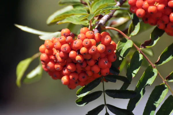 Természetben Egy Ága Evezős Közönséges Sorbus Aucuparia Érett Bogyók — Stock Fotó