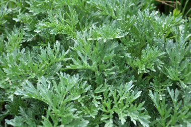 Acı pelin otu (Artemisia absinthium) vahşi doğada yetişir.