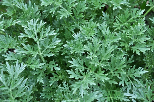 Katkera Koiruoho Artemisia Absinthium Pensas Kasvaa Luonnossa — kuvapankkivalokuva