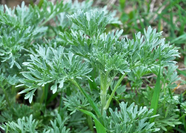 Bitterwermbusch Artemisia Absinthium Wächst Freier Wildbahn — Stockfoto