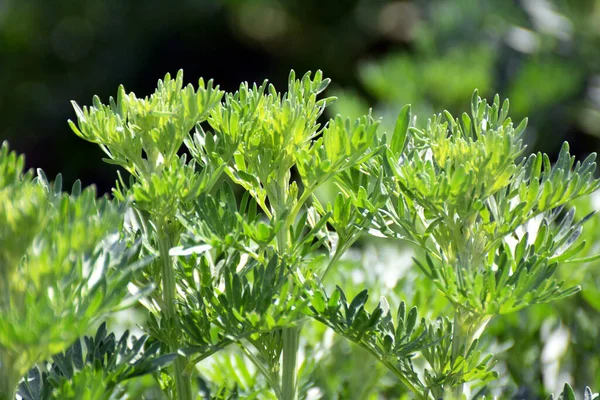 Asilo Amaro Artemisia Absinthium Cespuglio Cresce Natura — Foto Stock