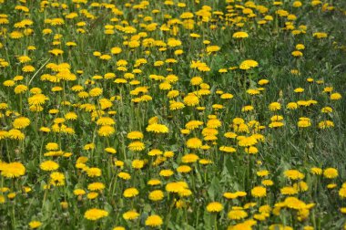 Karahindiba (Taraxacum officinale) baharda vahşi doğada yetişir.