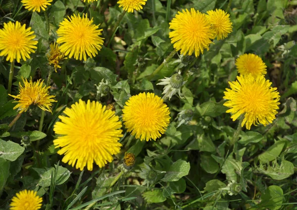 Pampeliška Taraxacum Officinale Roste Jaře Volné Přírodě — Stock fotografie