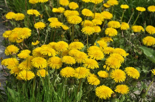 Dente Leão Taraxacum Officinale Cresce Natureza Primavera — Fotografia de Stock