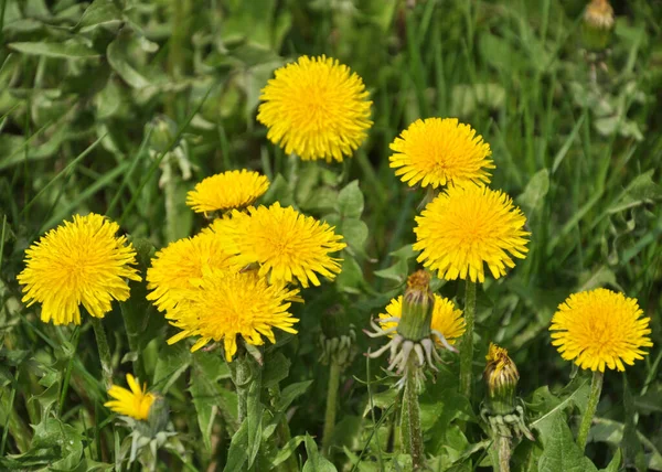 Dente Leão Taraxacum Officinale Cresce Natureza Primavera — Fotografia de Stock