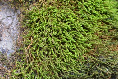 Ormanda vahşi doğada, taşın üzerinde yosun Anomodon yetişir.