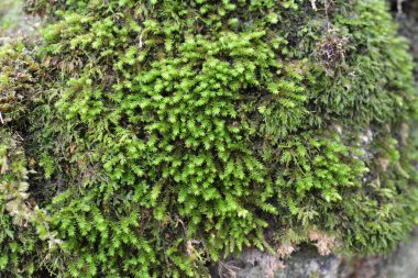 Ormanda vahşi doğada, taşın üzerinde yosun Anomodon yetişir.