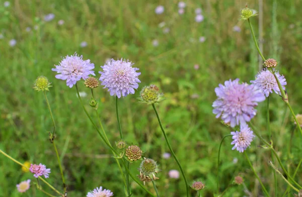 Knautia Arvensis Växer Bland Gräs Naturen — Stockfoto