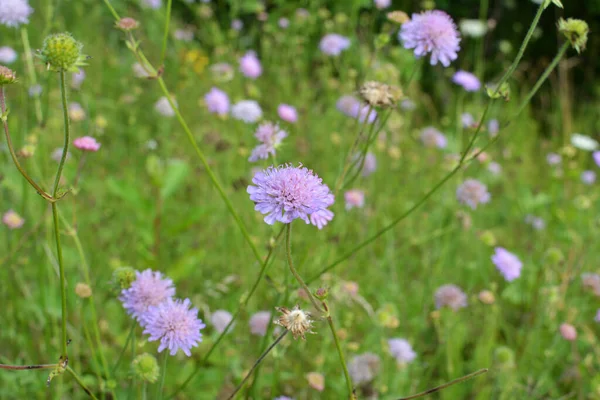 Knautia Arvensis Växer Bland Gräs Naturen — Stockfoto