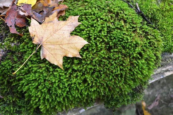 Skogen Det Vilda Stenen Växer Mossa Anomodon — Stockfoto