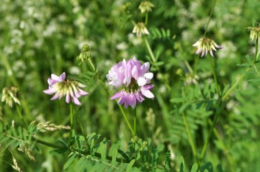 Doğada, Securigera varia yabani otlarda yetişir.