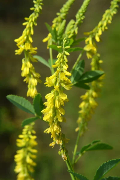 Melilot Amarillo Melilotus Officinalis Florece Naturaleza Verano — Foto de Stock