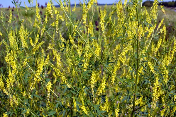 Melilot Amarelo Melilotus Officinalis Floresce Natureza Verão — Fotografia de Stock