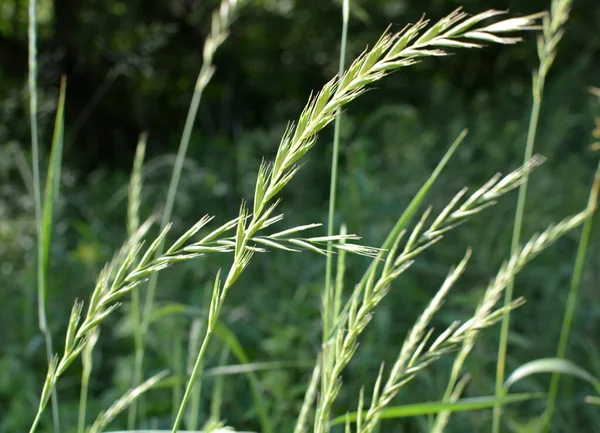 Wild Couch Grass Elymus Repens Cereal Plant Grows Meadow — Stock Photo, Image