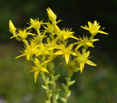 Vahşi taşrop 'ta (Sedum dönümü) kayalık topraklarda yetişir.
