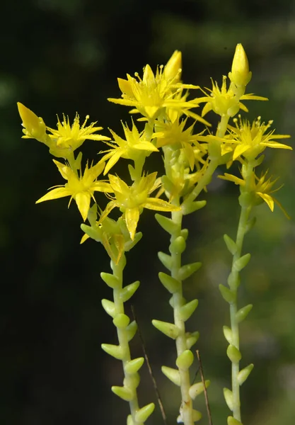 Dans Roche Sauvage Sedum Acre Pousse Sur Des Sols Rocheux — Photo