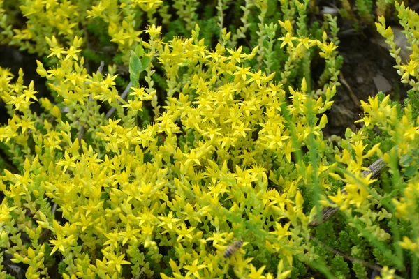 Pedra Silvestre Sedum Acre Cresce Solos Rochosos — Fotografia de Stock