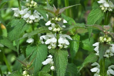 Doğada beyaz ısırgan otları sağırdır (Lamium albümü)