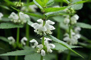 Doğada beyaz ısırgan otları sağırdır (Lamium albümü)