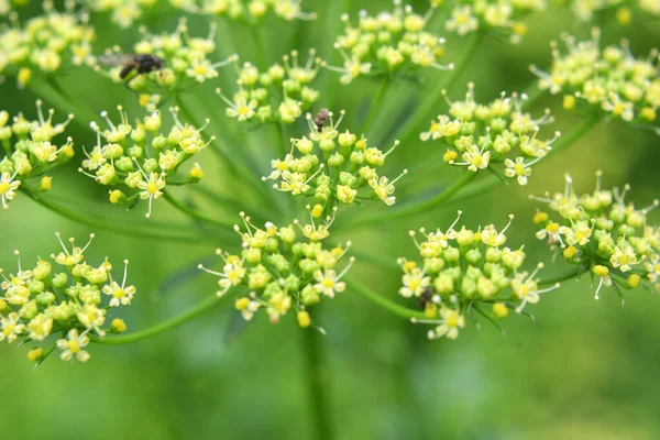 Ogrodzie Kwitnie Pietruszka Która Jest Uprawiana Produkcji Nasion — Zdjęcie stockowe