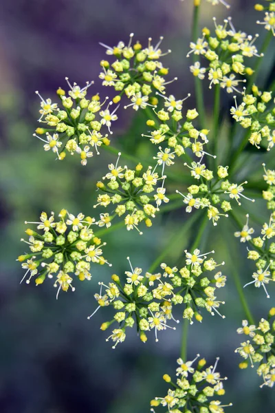 Nel Giardino Fiorisce Prezzemolo Che Viene Coltivato Produrre Semi — Foto Stock