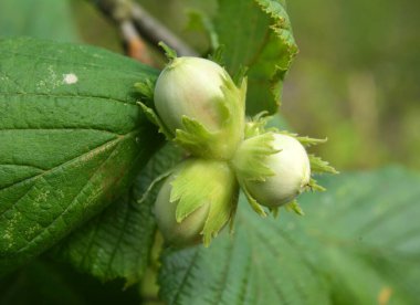 Fındıklar fındık dalında olgunlaşır.