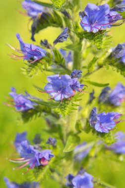 Doğada, yabani otların arasında Echium vulgare çiçek açar.