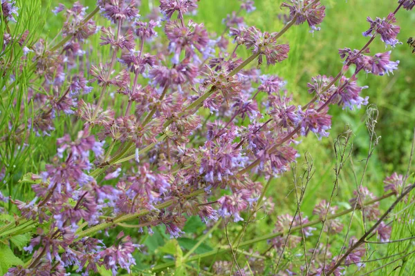 Het Wild Bloeit Hij Tussen Grassen Salvia Verticillata — Stockfoto