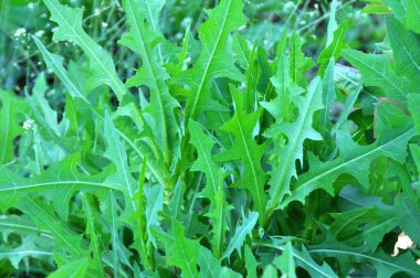 Yazın doğada yetişir Lactuca serriola