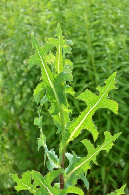 Yazın doğada yetişir Lactuca serriola
