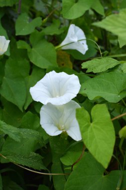 Bitki tohumu Calystegia sepiumu vahşi doğada yetişir.