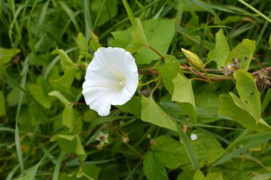 The plant bindweed Calystegia sepium grows in the wild clipart