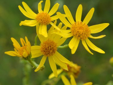 Vahşi doğada, Jacobaea vulgaris bitkisi otların arasında yetişir.