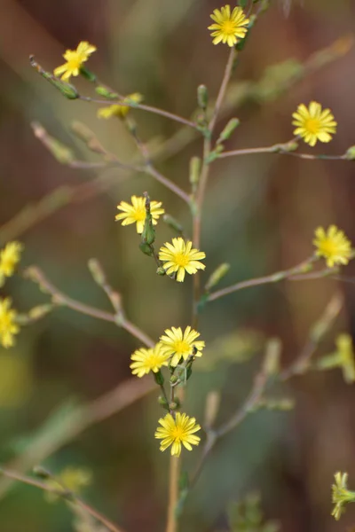 Verano Crece Naturaleza Lactuca Serriola —  Fotos de Stock