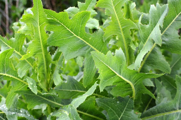 Summer Grows Nature Lactuca Serriola — Stock Photo, Image