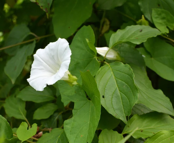 Φυτό Bindweed Calystegia Sepium Μεγαλώνει Στην Άγρια Φύση — Φωτογραφία Αρχείου