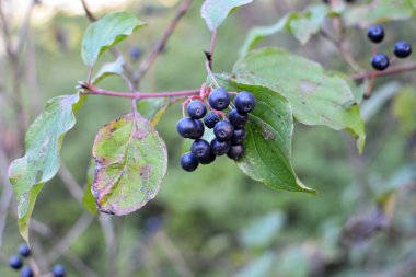 Mısır gevreğinin kara meyveleri bir çalılığın dalında olgunlaşır..