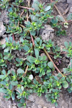 Doğada, toprakta, bir yabani ot gibi purslane yetişir (Portulaca oleracea)